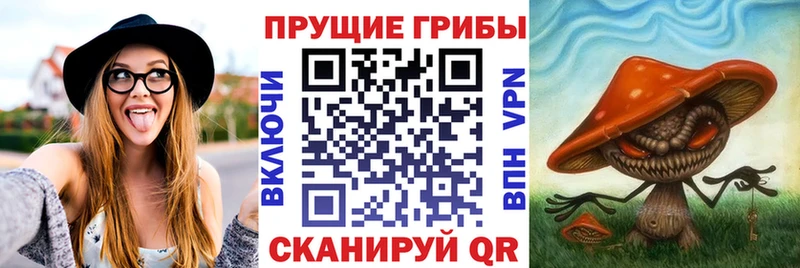 Псилоцибиновые грибы мицелий где можно купить наркотик Новосиль